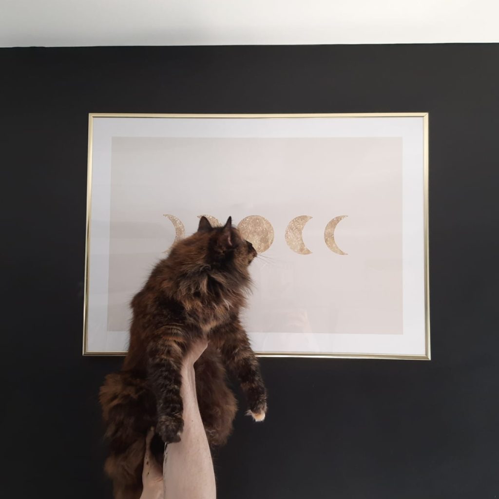 Cat being held up in front of a print. 