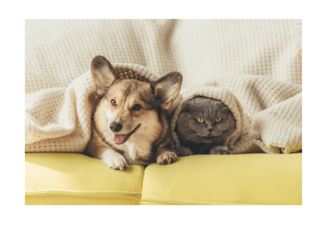 Could Getting a Pet Benefit Your Mental Health?